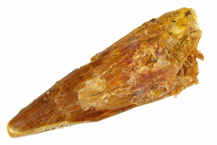 Fossil Pterosaur (Siroccopteryx) Tooth - Morocco #329000